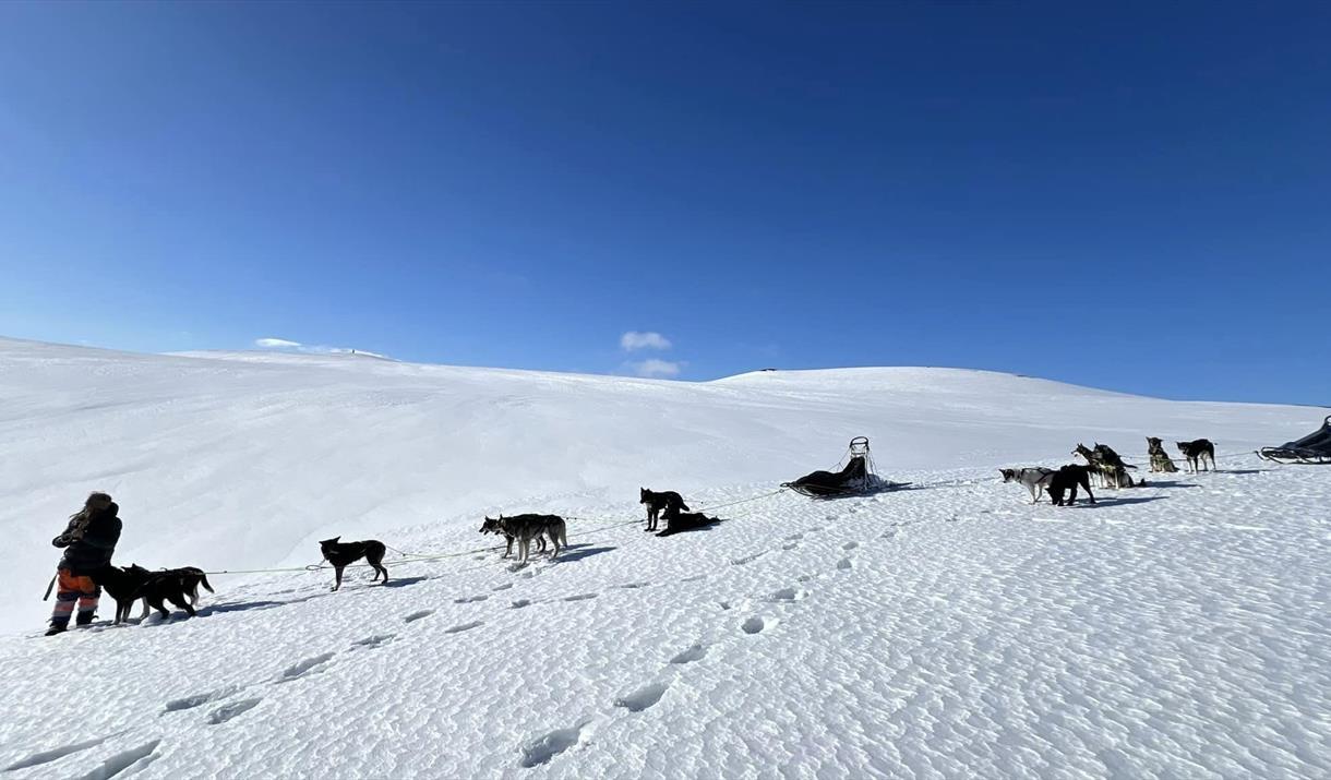 Hundekjøring på Gausta